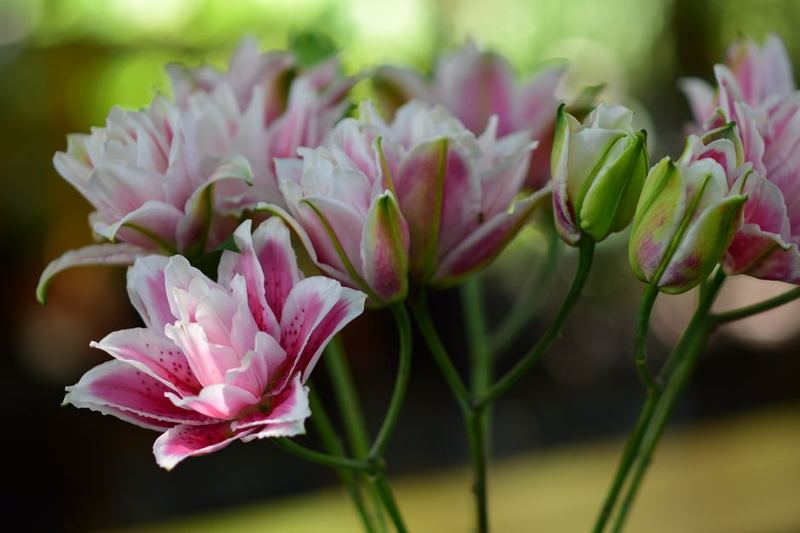 Single Stem Lily