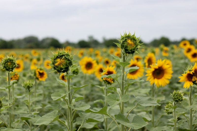 Sunflower Gift Box