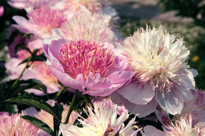 Tanta Market Peony Bunch